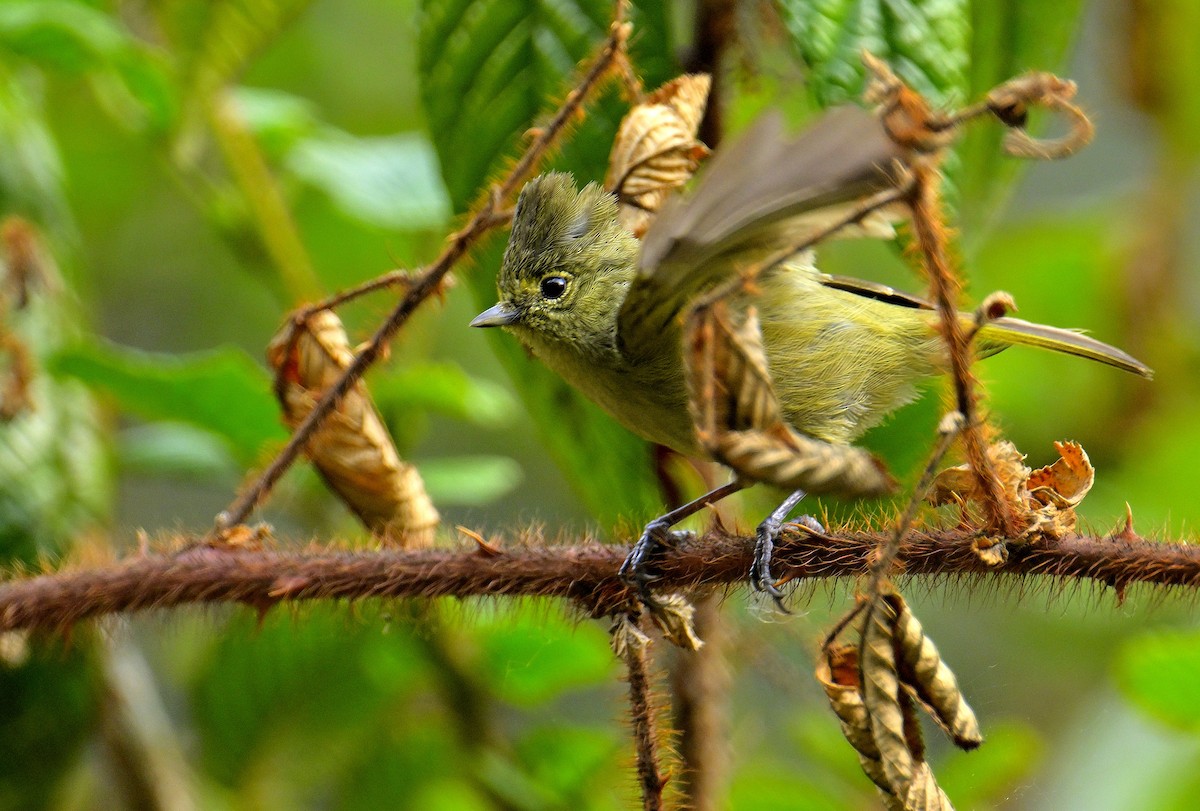 Yellow-browed Tit - Rajesh Gopalan