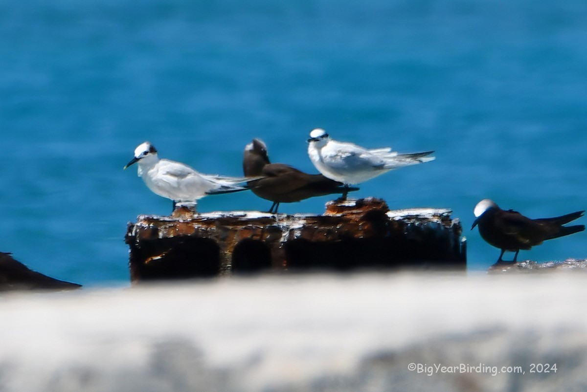 Sandwich Tern - ML618709978