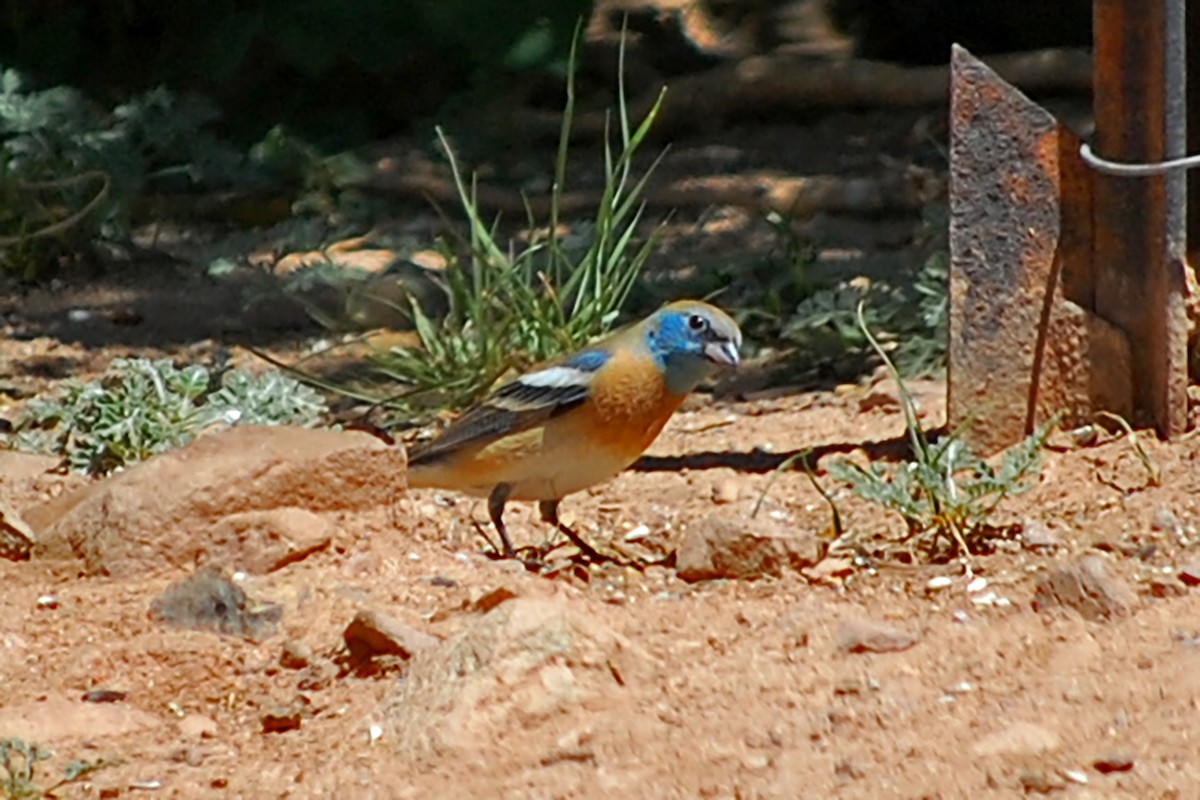 Lazuli Bunting - ML618710000