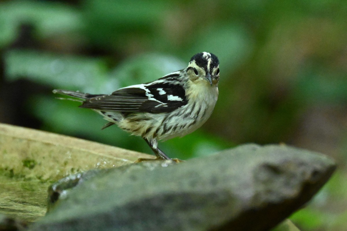 Black-and-white Warbler - carol tuskey