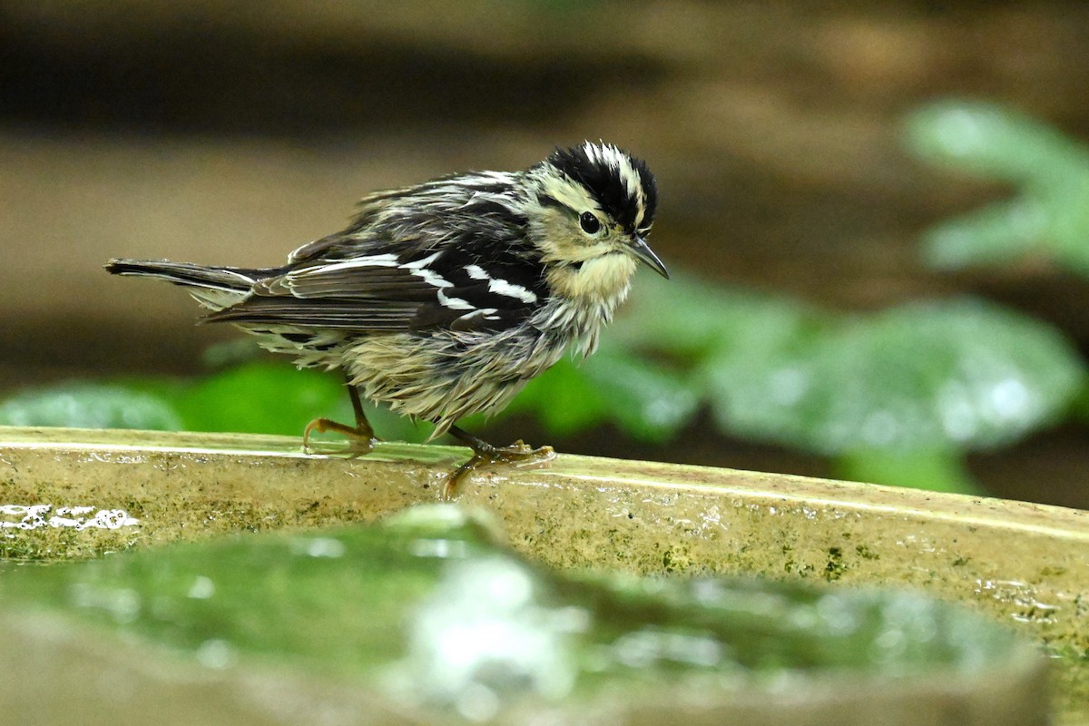 Black-and-white Warbler - carol tuskey