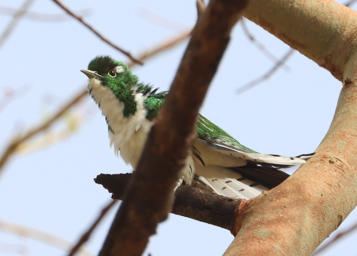 Klaas's Cuckoo - ML618710040