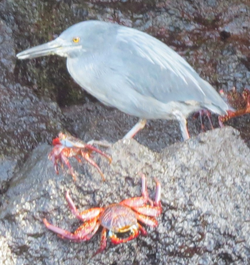 Striated Heron (Galapagos) - ML618710044