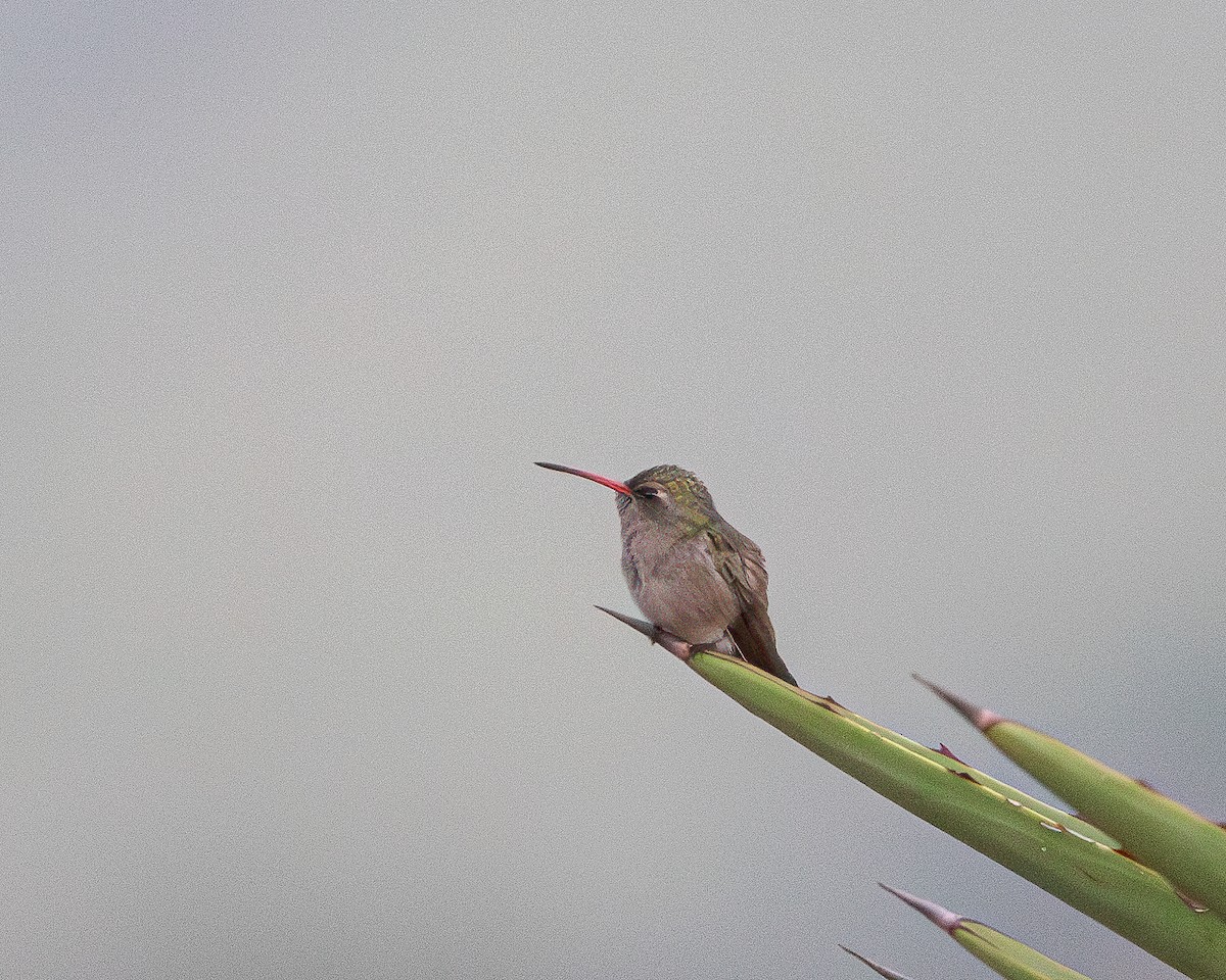 Colibrí Prieto - ML618710057