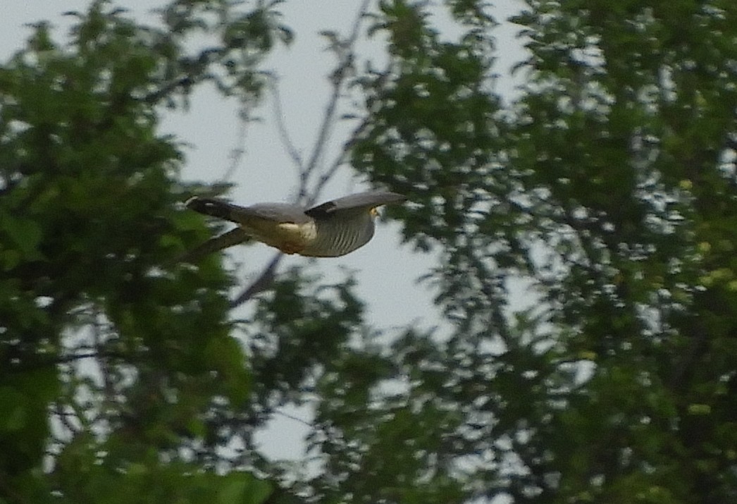 Common Cuckoo - Miroslav Mareš
