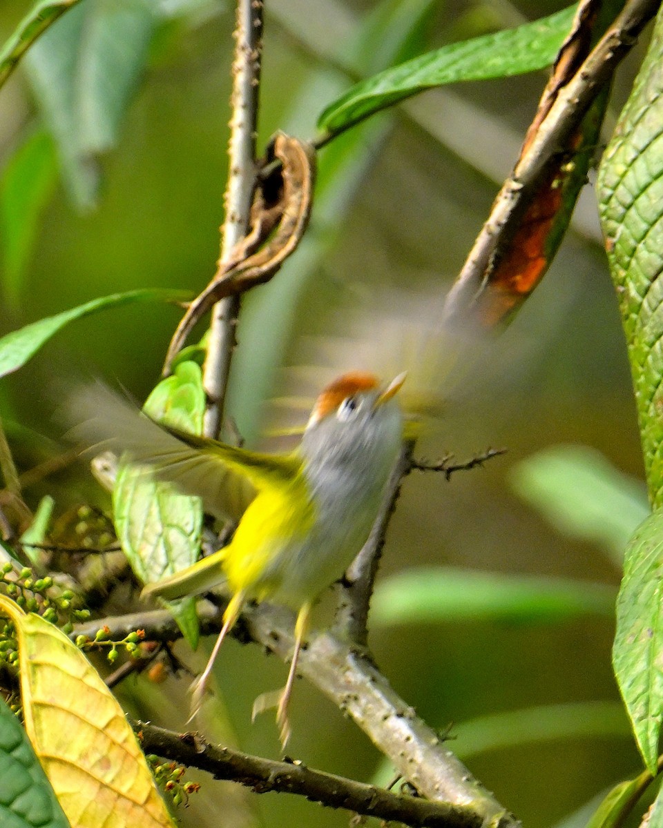 Chestnut-crowned Warbler - Rajesh Gopalan