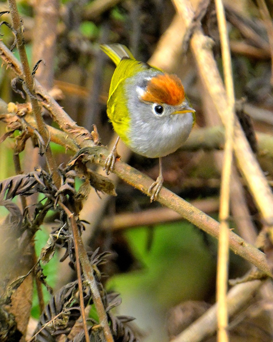 Chestnut-crowned Warbler - Rajesh Gopalan