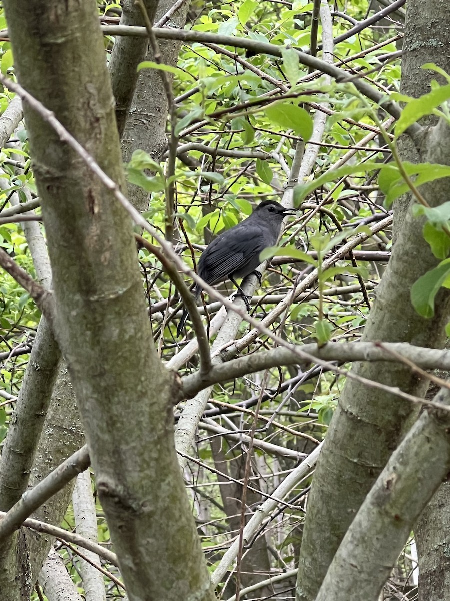 drozdec černohlavý - ML618710091