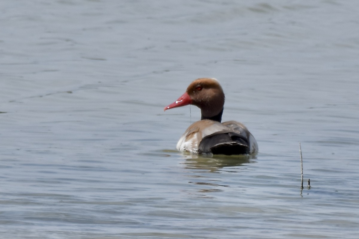 Red-crested Pochard - ML618710101