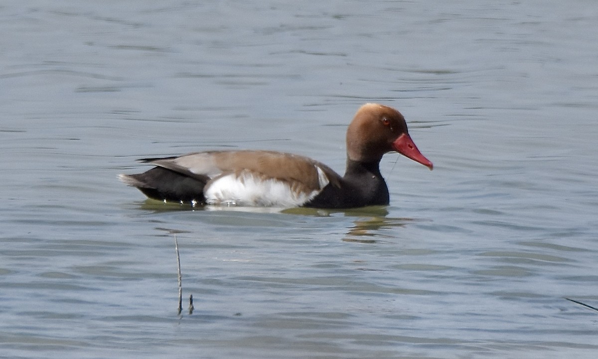 Red-crested Pochard - ML618710102