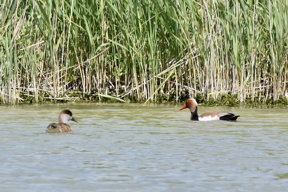 Red-crested Pochard - ML618710103