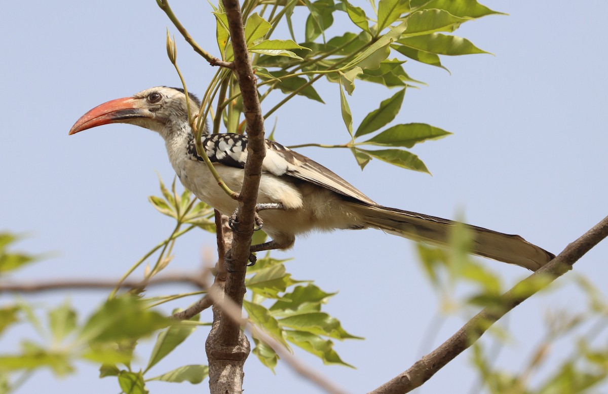 Northern Red-billed Hornbill - ML618710116