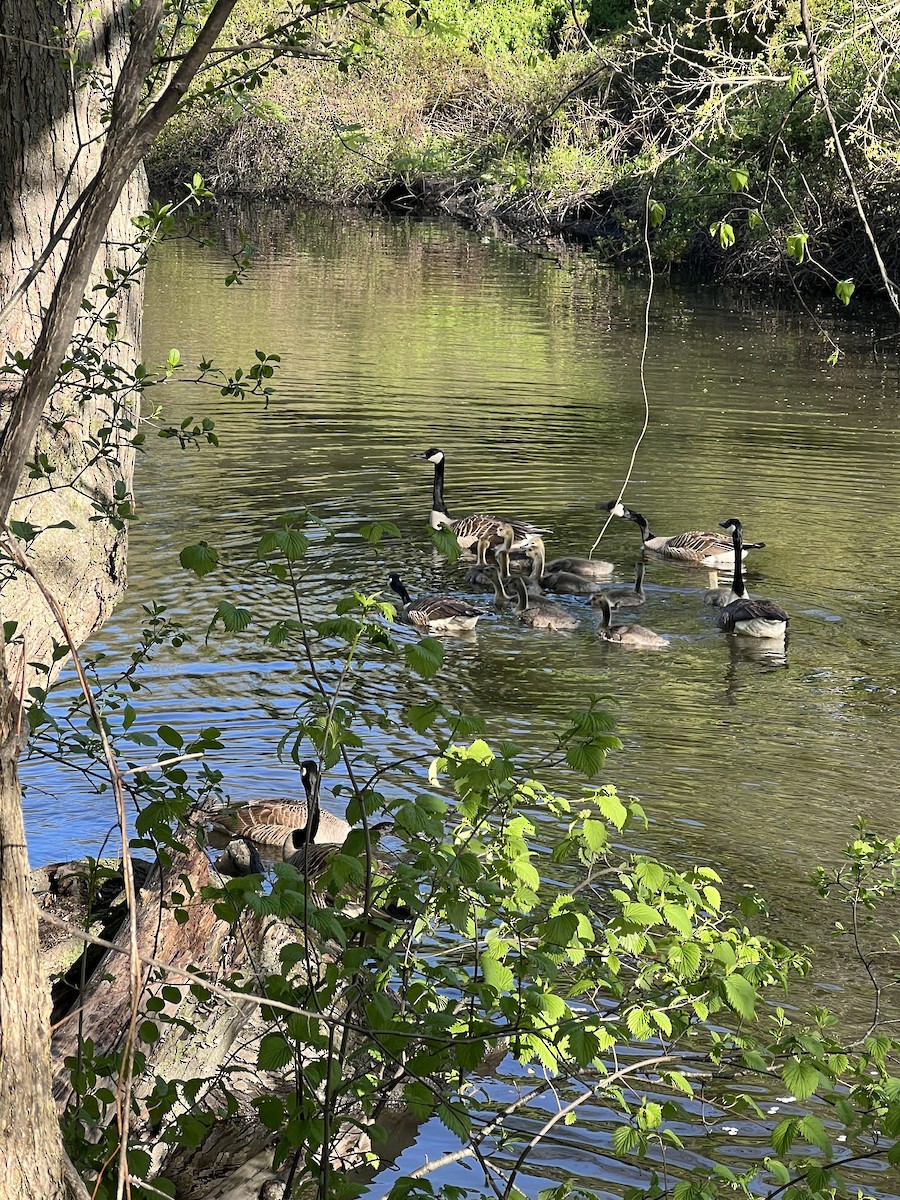 Canada Goose - ML618710119