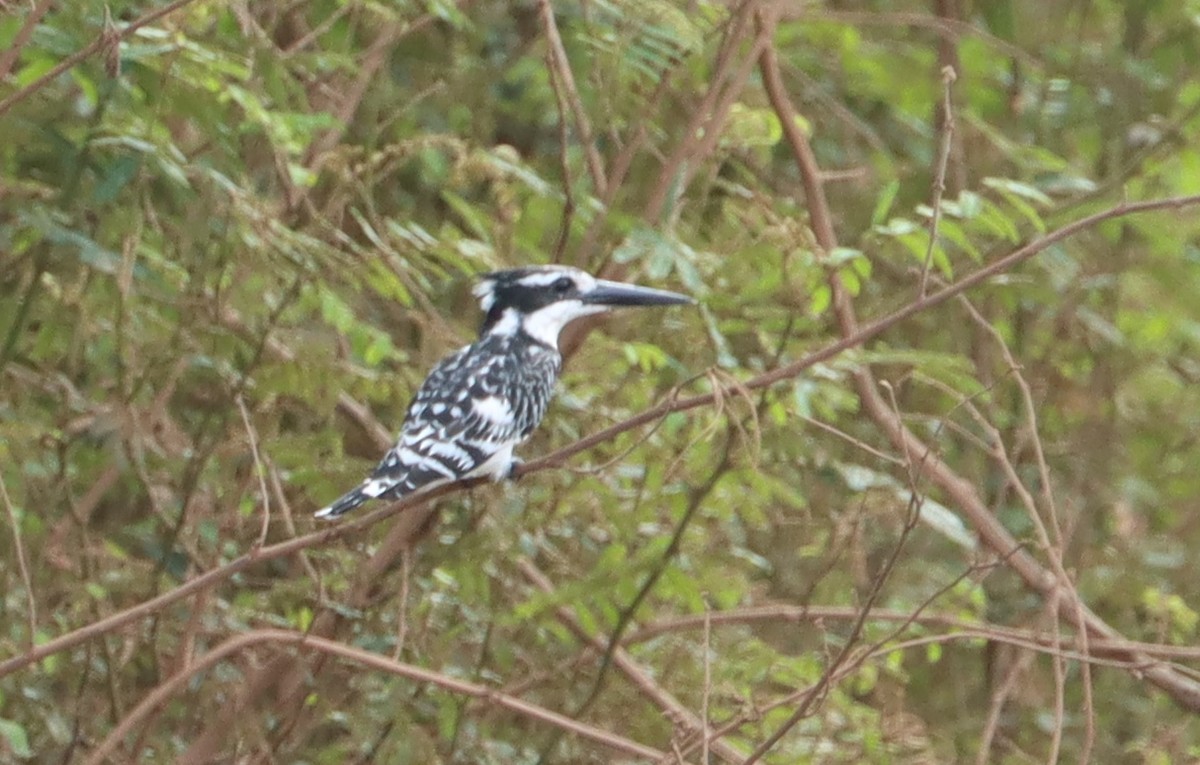 Pied Kingfisher - Marc Languy