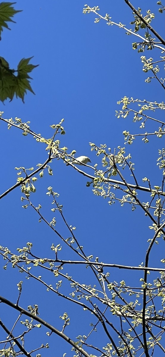 Eastern Warbling Vireo - ML618710144