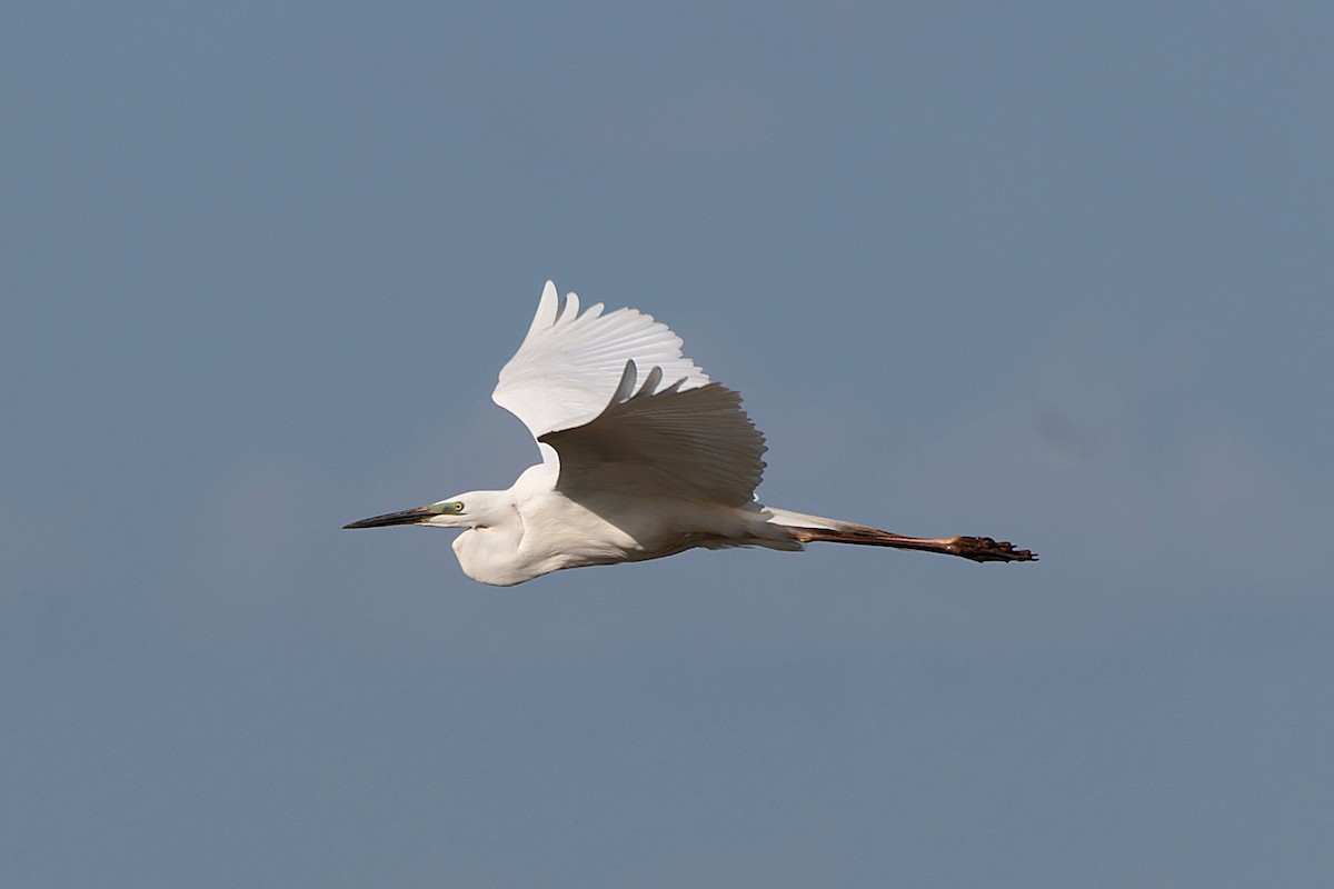 Great Egret - Seán Holland