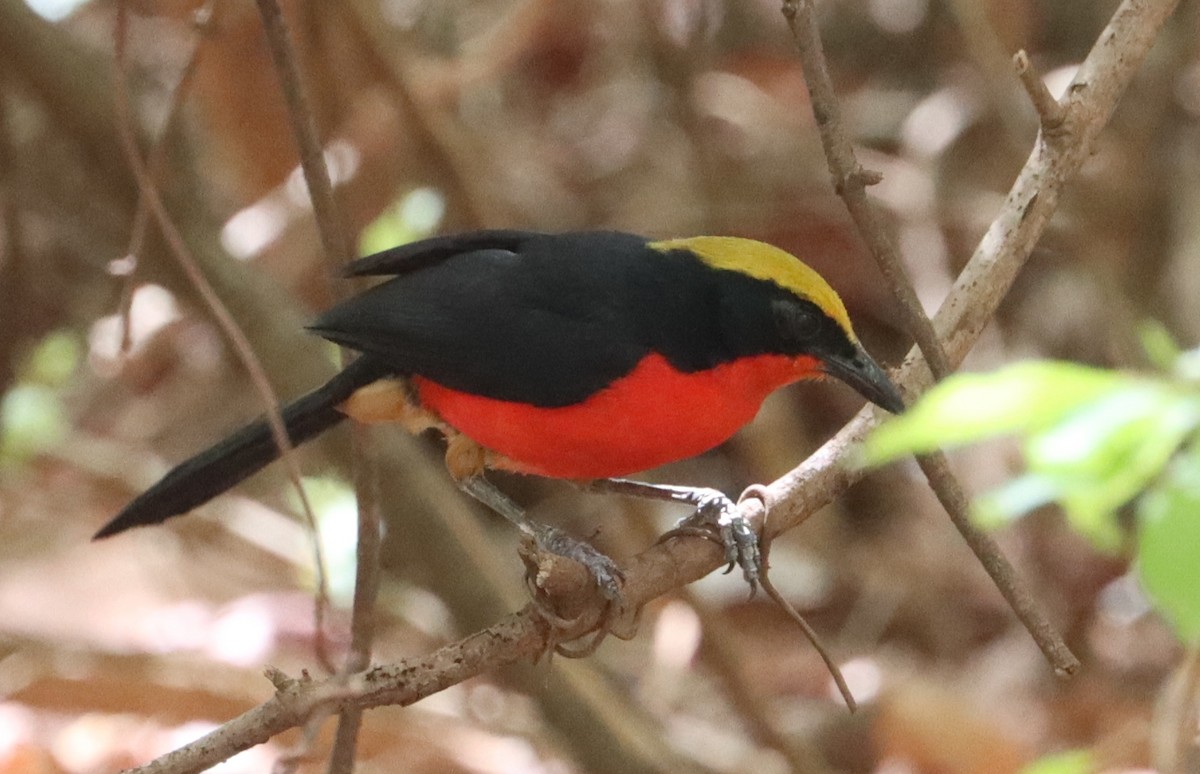 Yellow-crowned Gonolek - Marc Languy