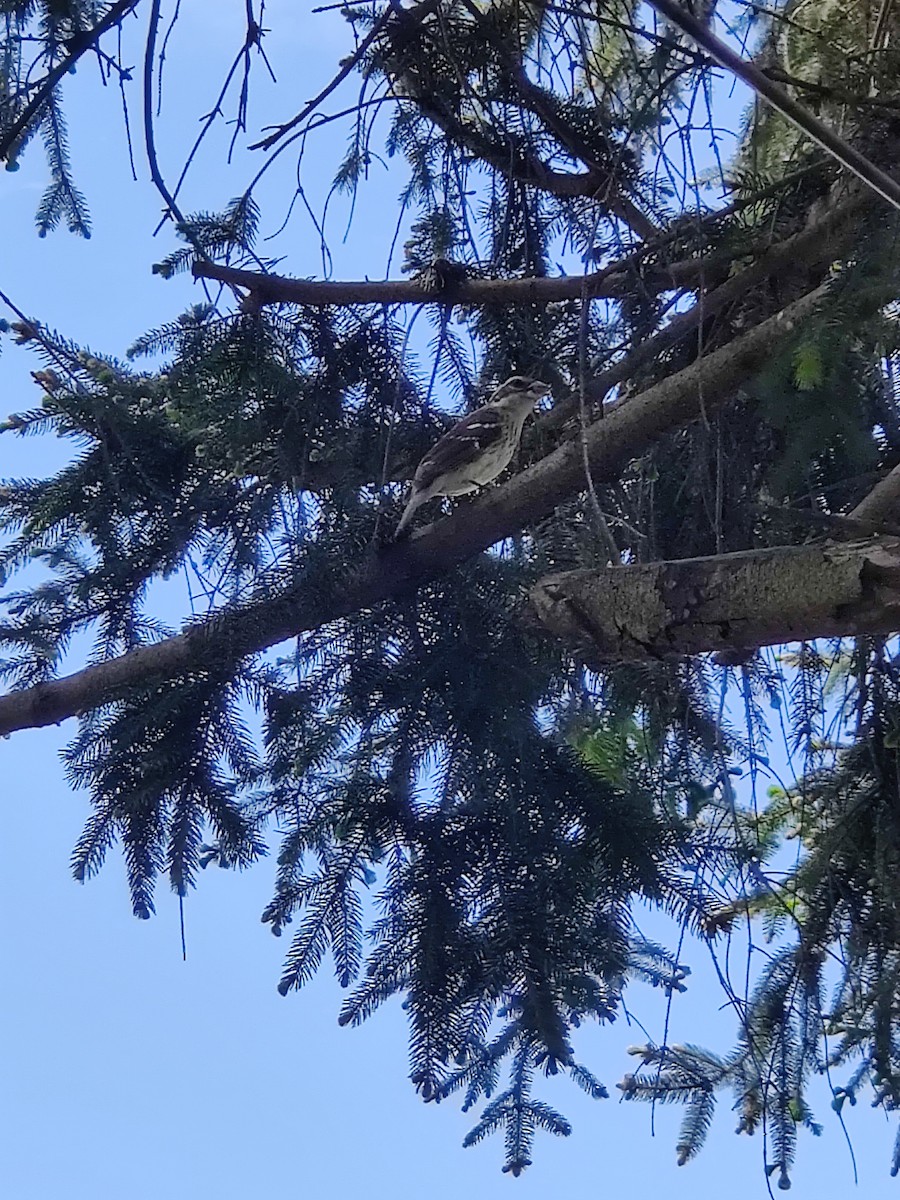 Rose-breasted Grosbeak - ML618710200