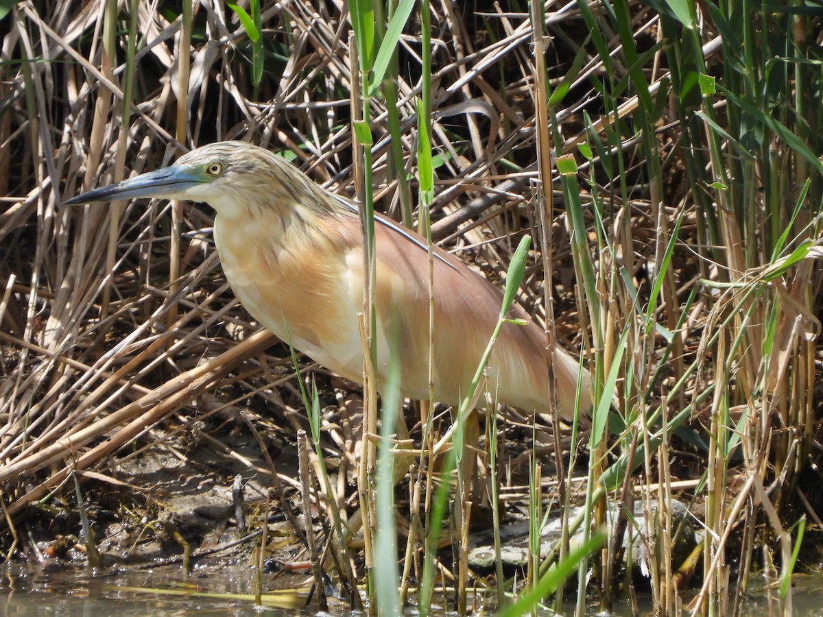 Little Bittern - Haydee Huwel