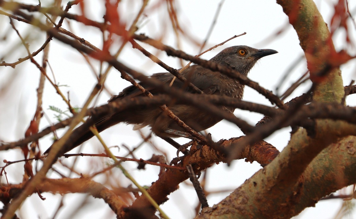 Brown Babbler - ML618710207