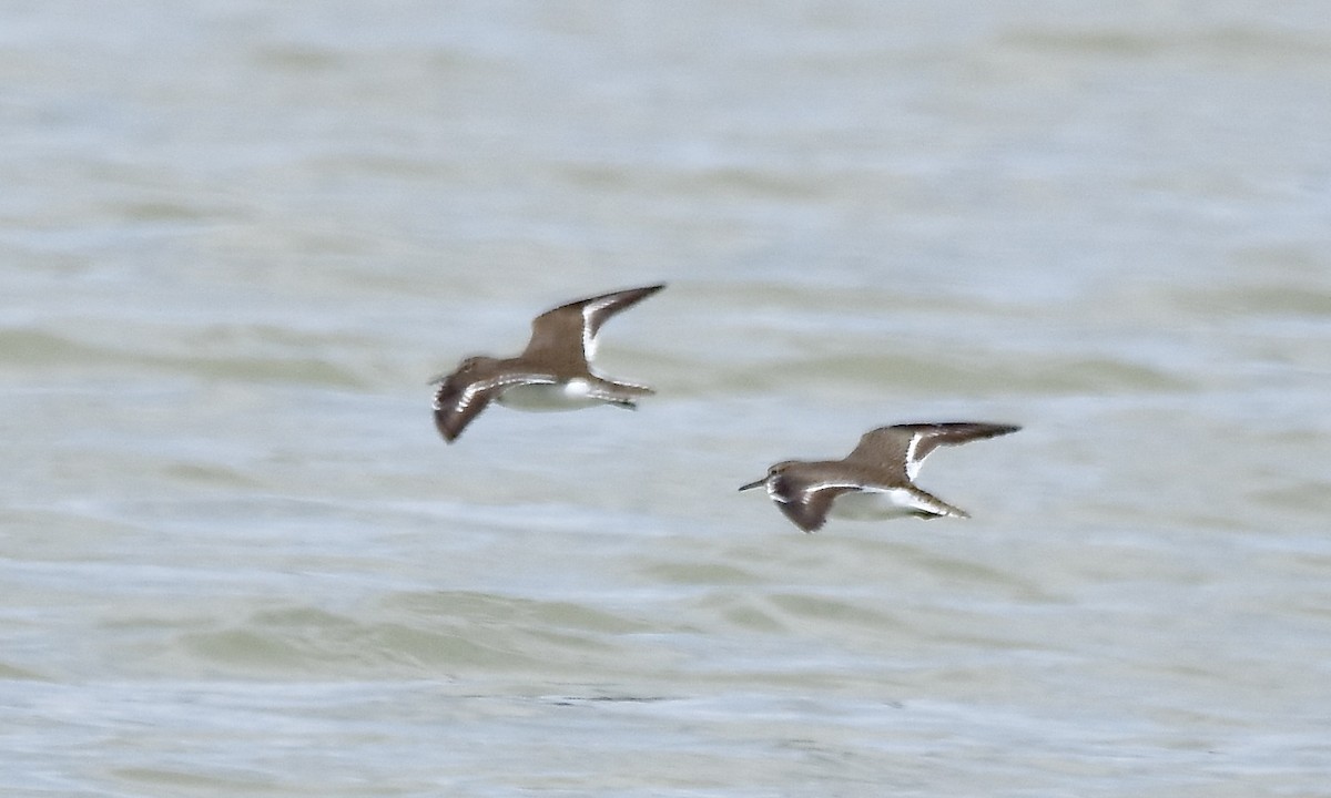 Common Sandpiper - Benoit Goyette