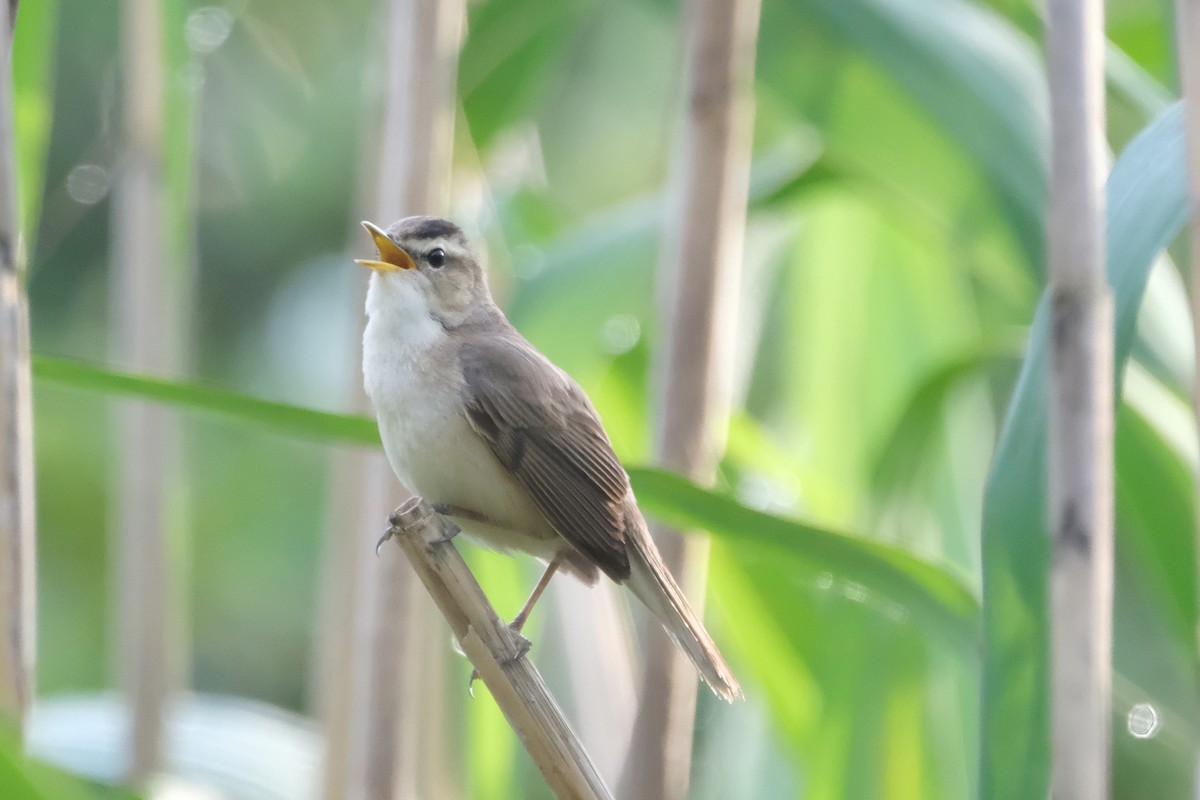 Black-browed Reed Warbler - ML618710245