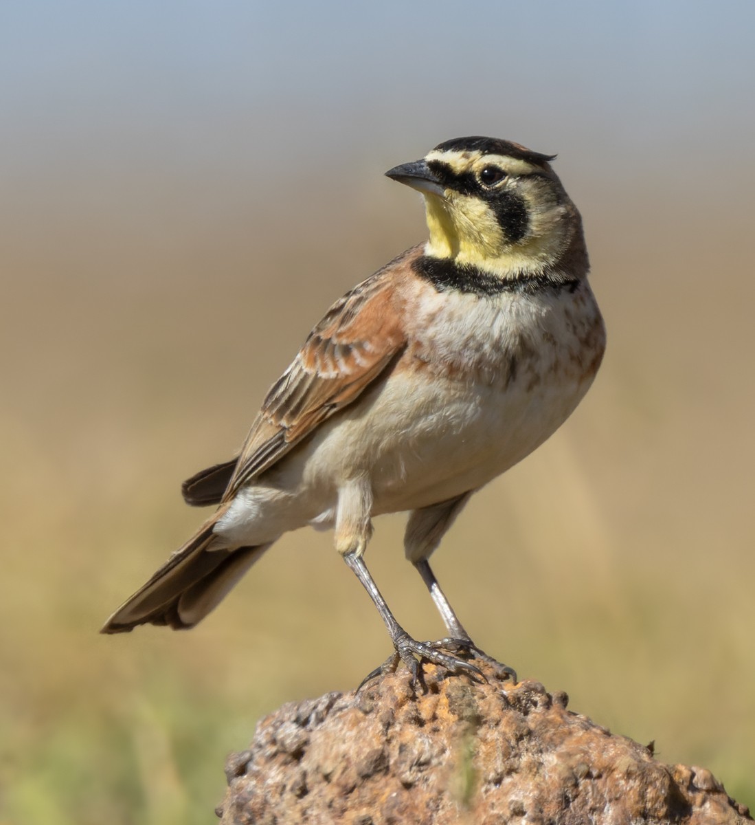 Horned Lark (Colombian) - Lars Petersson | My World of Bird Photography