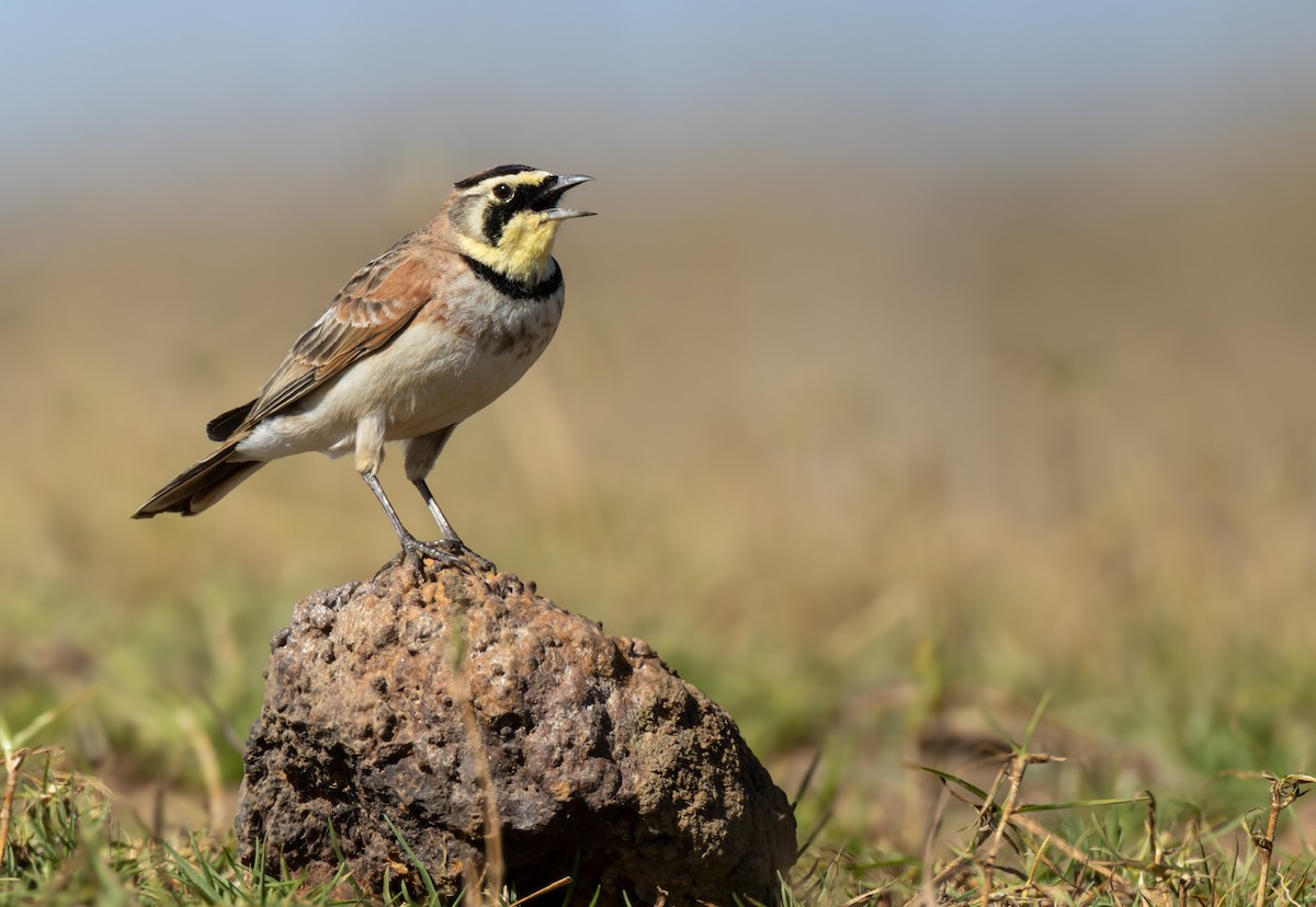 Horned Lark (Colombian) - ML618710258