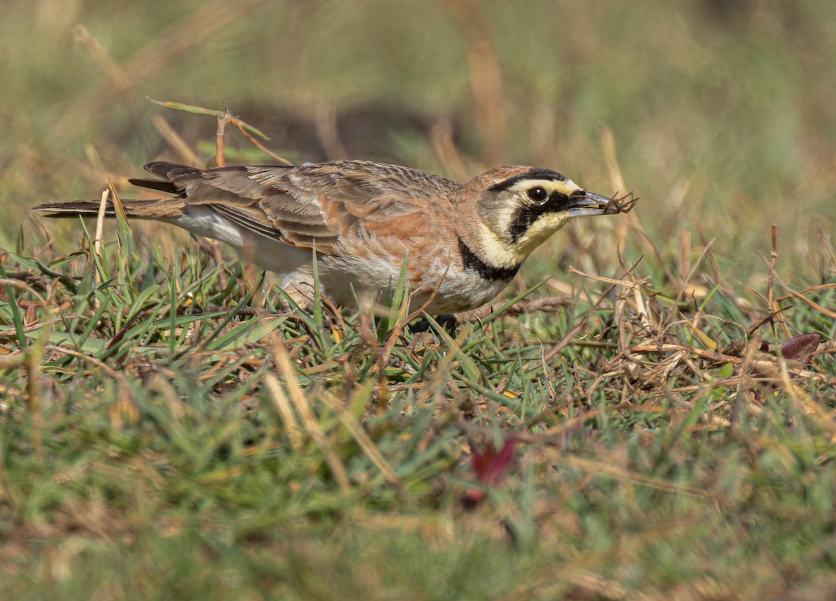 Horned Lark (Colombian) - Lars Petersson | My World of Bird Photography