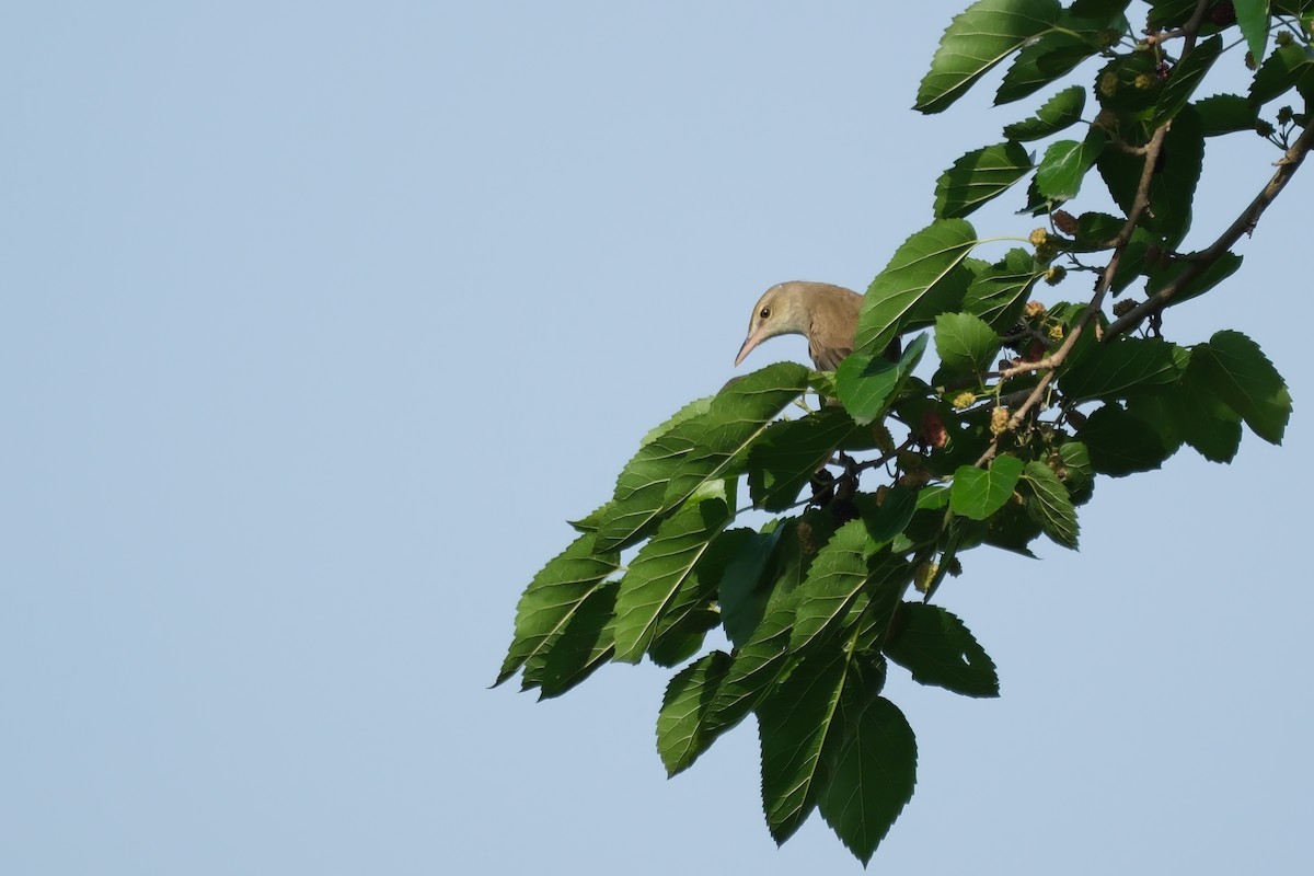 Oriental Reed Warbler - ML618710261