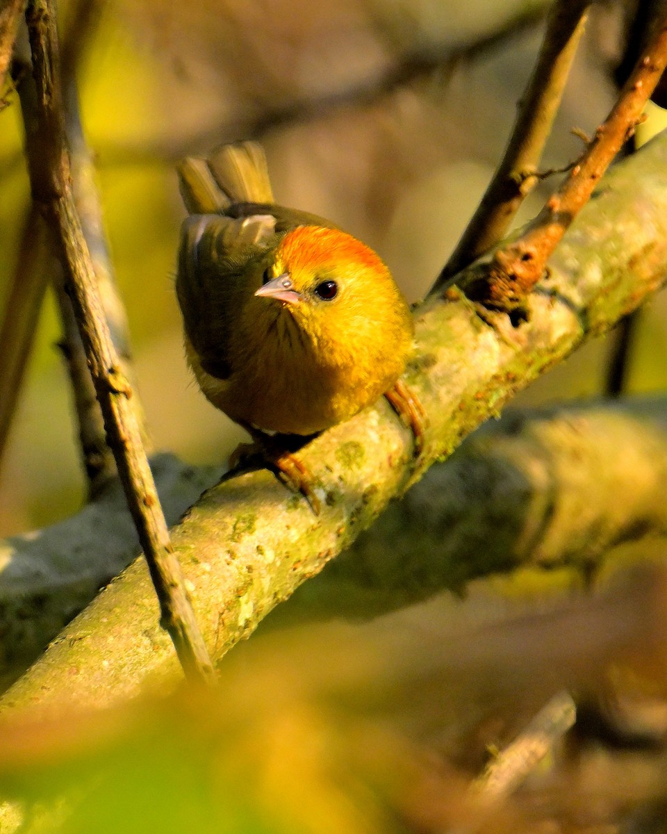 Rufous-capped Babbler - Rajesh Gopalan