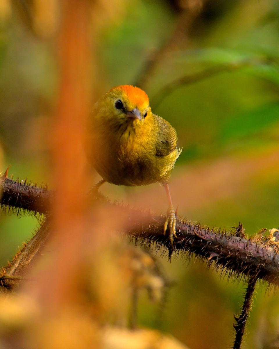 Rufous-capped Babbler - Rajesh Gopalan