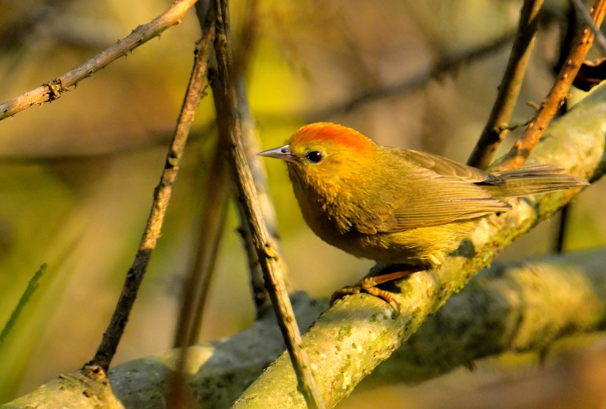 Rufous-capped Babbler - Rajesh Gopalan