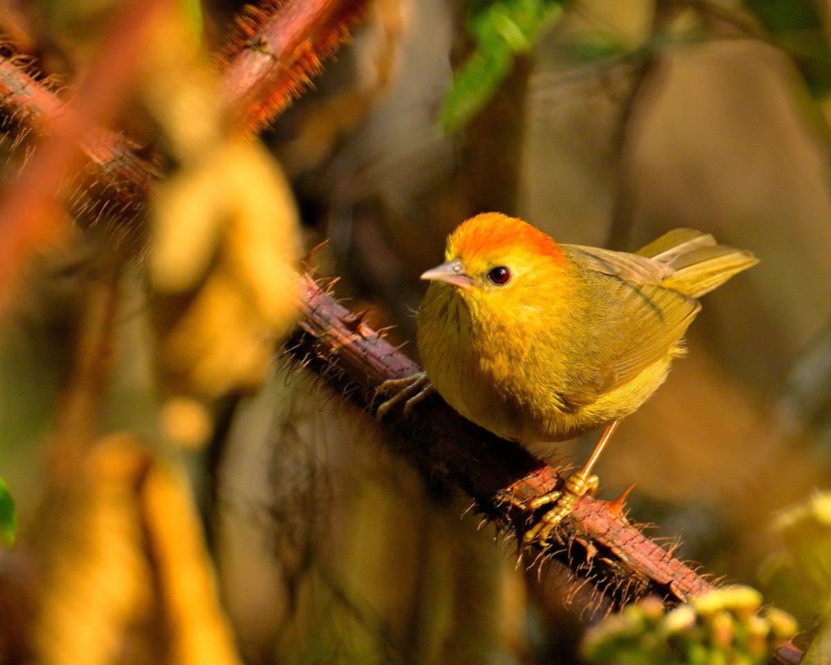 Rufous-capped Babbler - Rajesh Gopalan