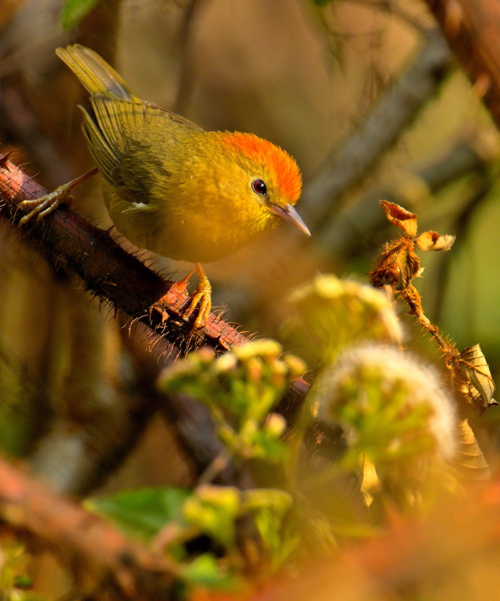 Rufous-capped Babbler - Rajesh Gopalan