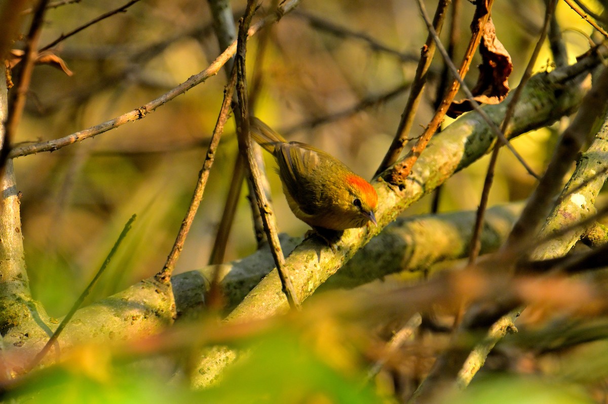 Rufous-capped Babbler - Rajesh Gopalan