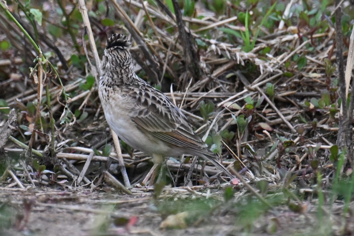 Oriental Skylark - ML618710294