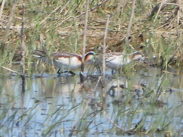 Wilson's Phalarope - Bob Lane