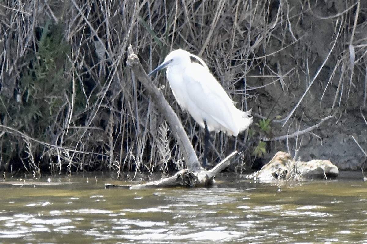 Little Egret - Benoit Goyette