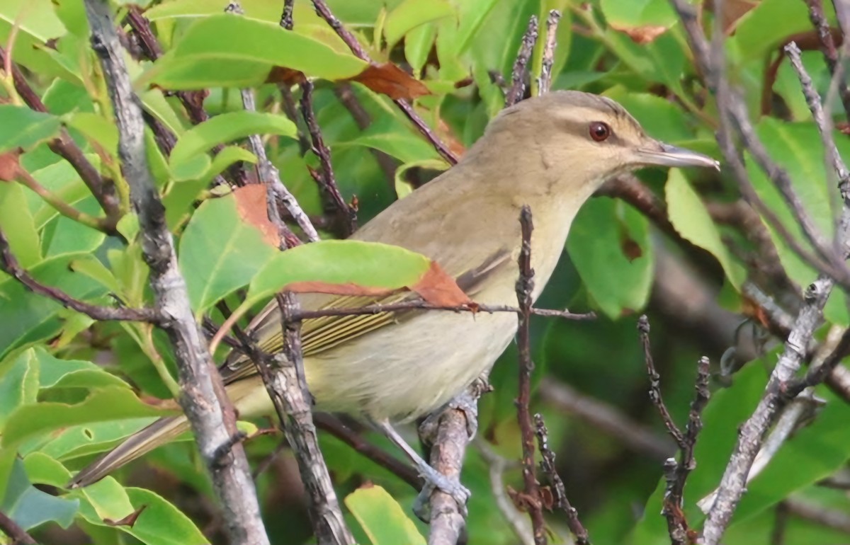 Black-whiskered Vireo - Jelmer Poelstra