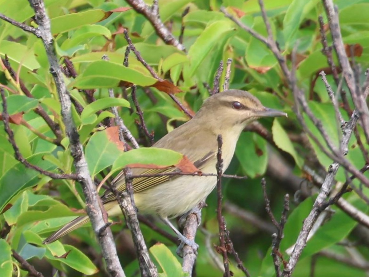 Black-whiskered Vireo - Jelmer Poelstra