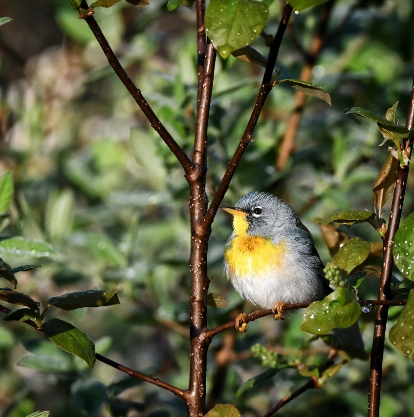 Northern Parula - Robert Beuth