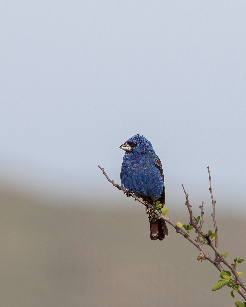 Blue Grosbeak - ML618710343