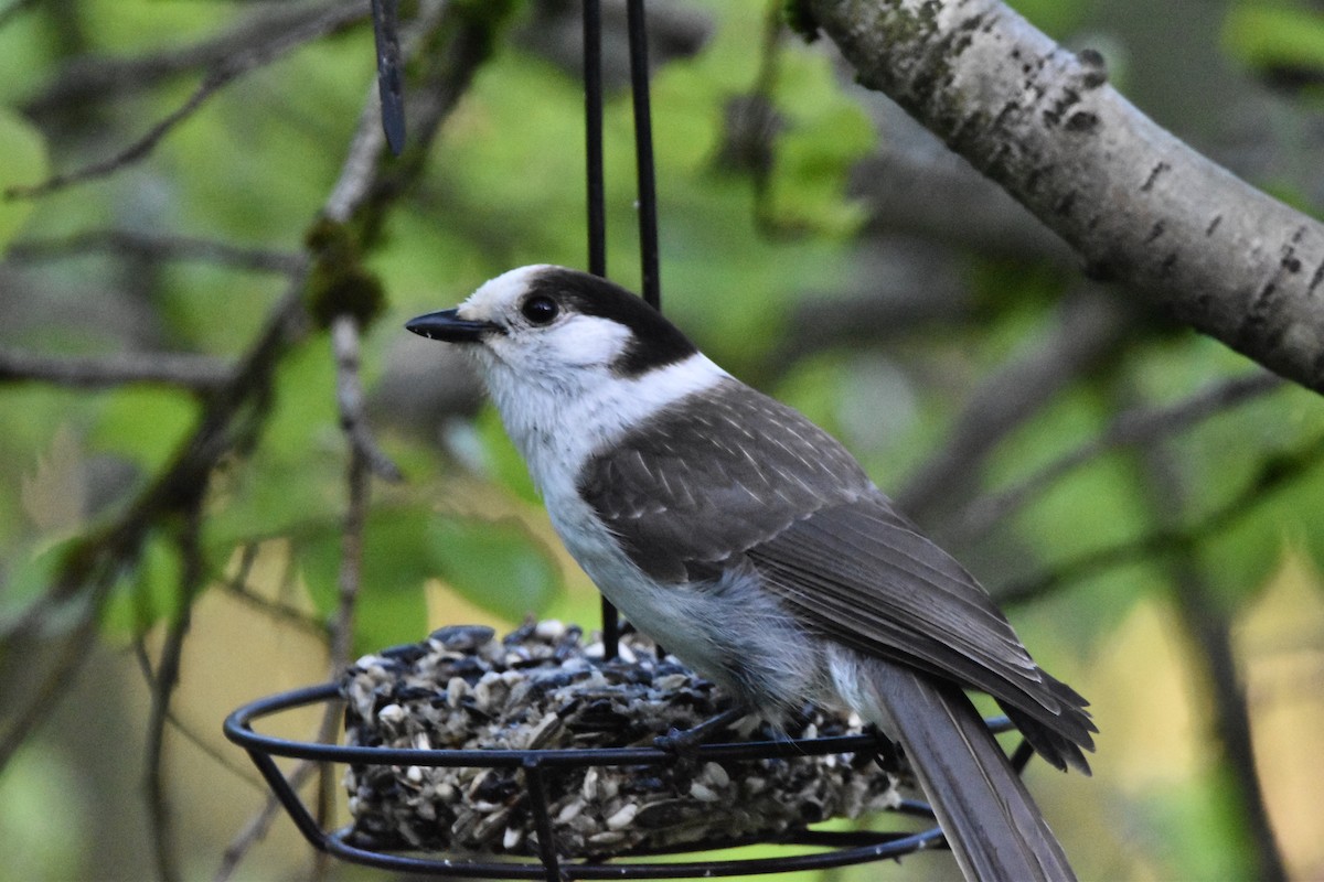 Canada Jay (Pacific) - Mike Marble