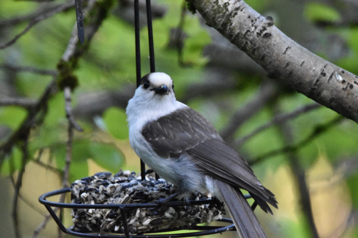 Canada Jay (Pacific) - Mike Marble