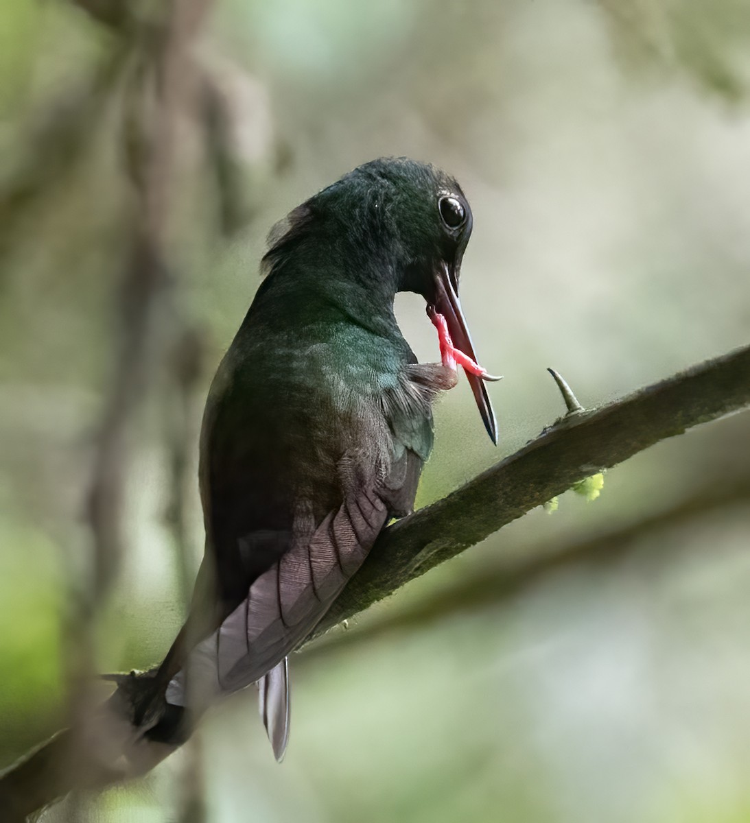 Bronze-tailed Plumeleteer - Tracy Kaminer