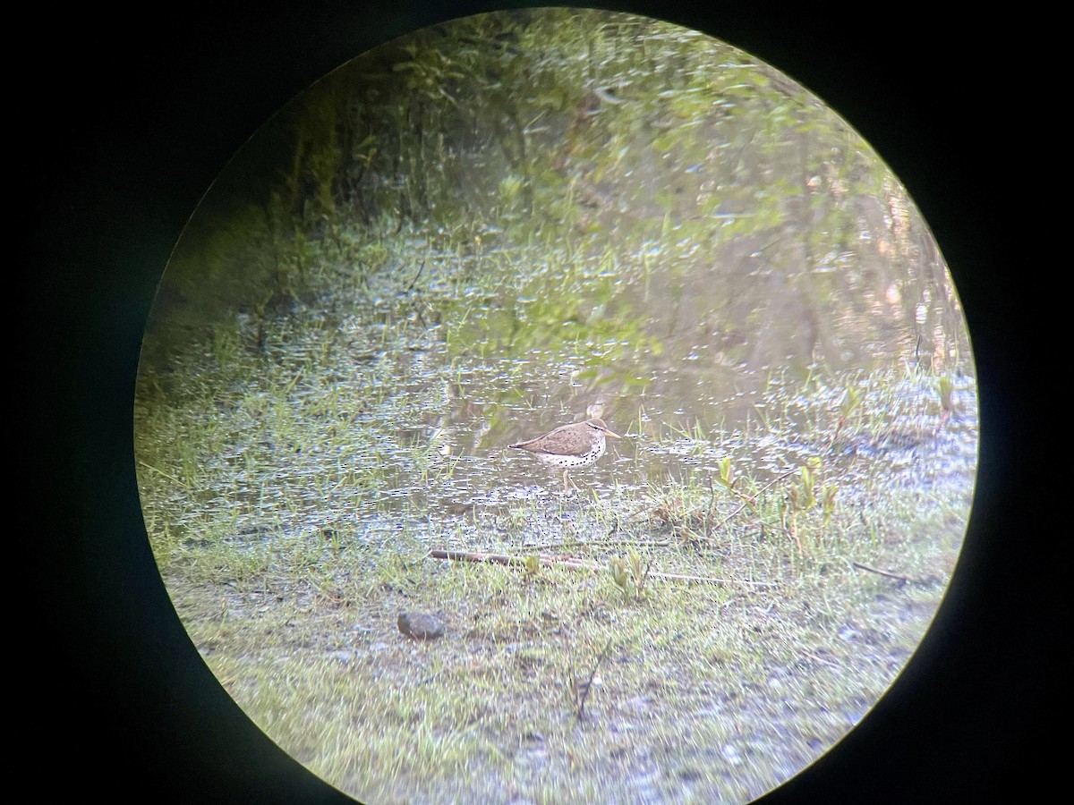 Spotted Sandpiper - ML618710385