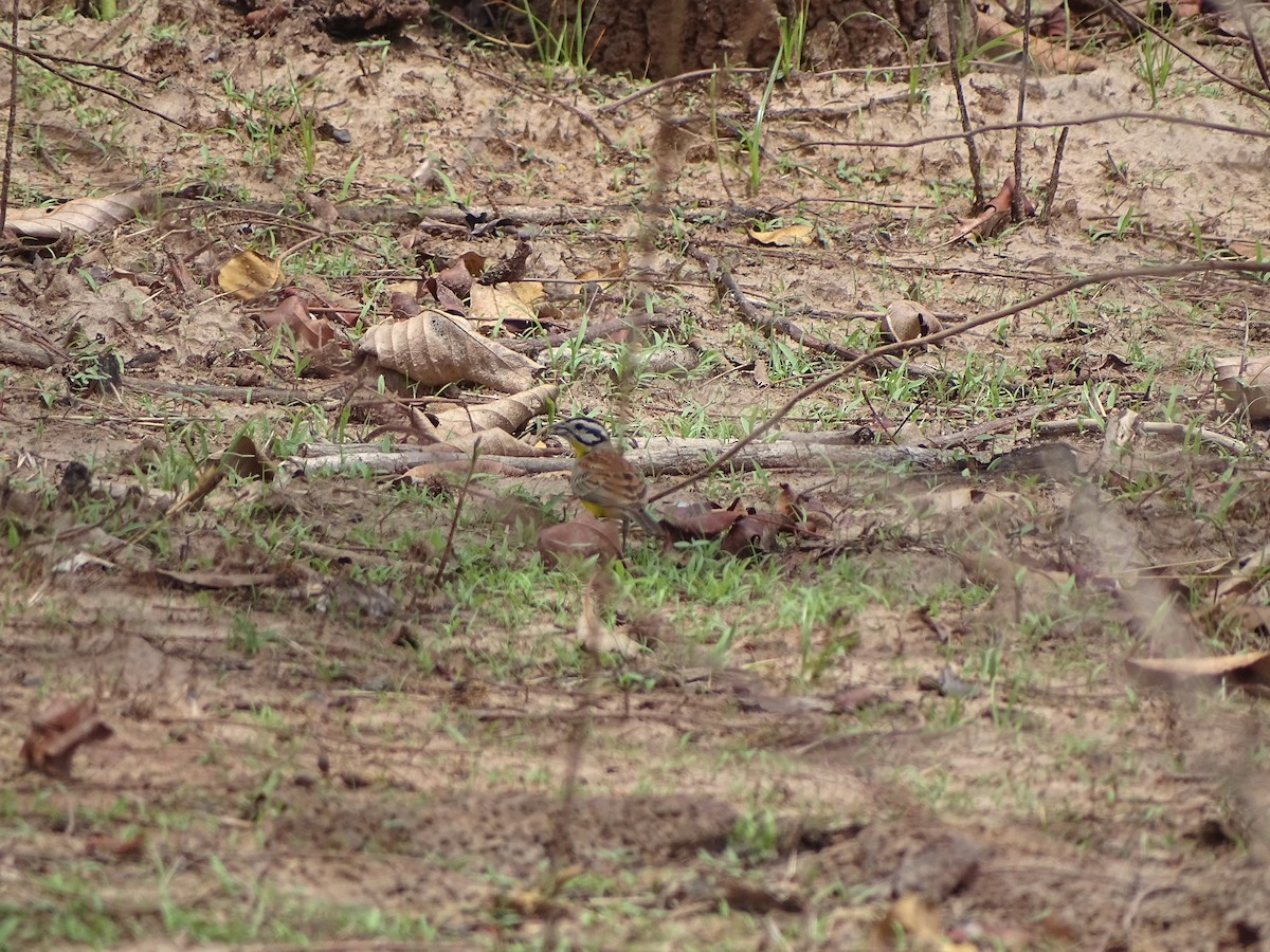 Brown-rumped Bunting - ML618710400