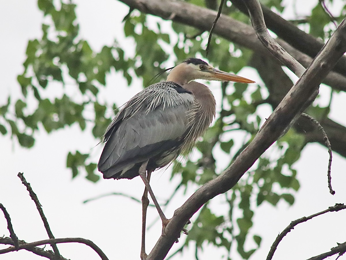 Great Blue Heron - ML618710432