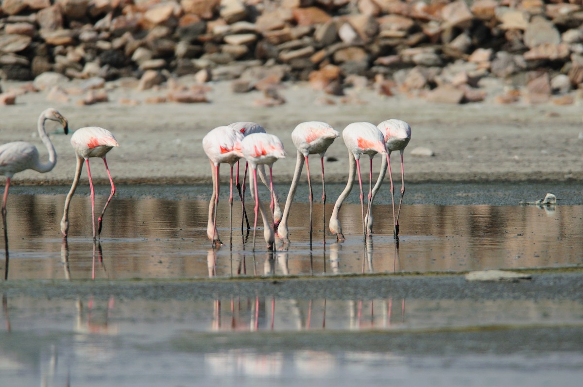 Greater Flamingo - Subharanjan Sen